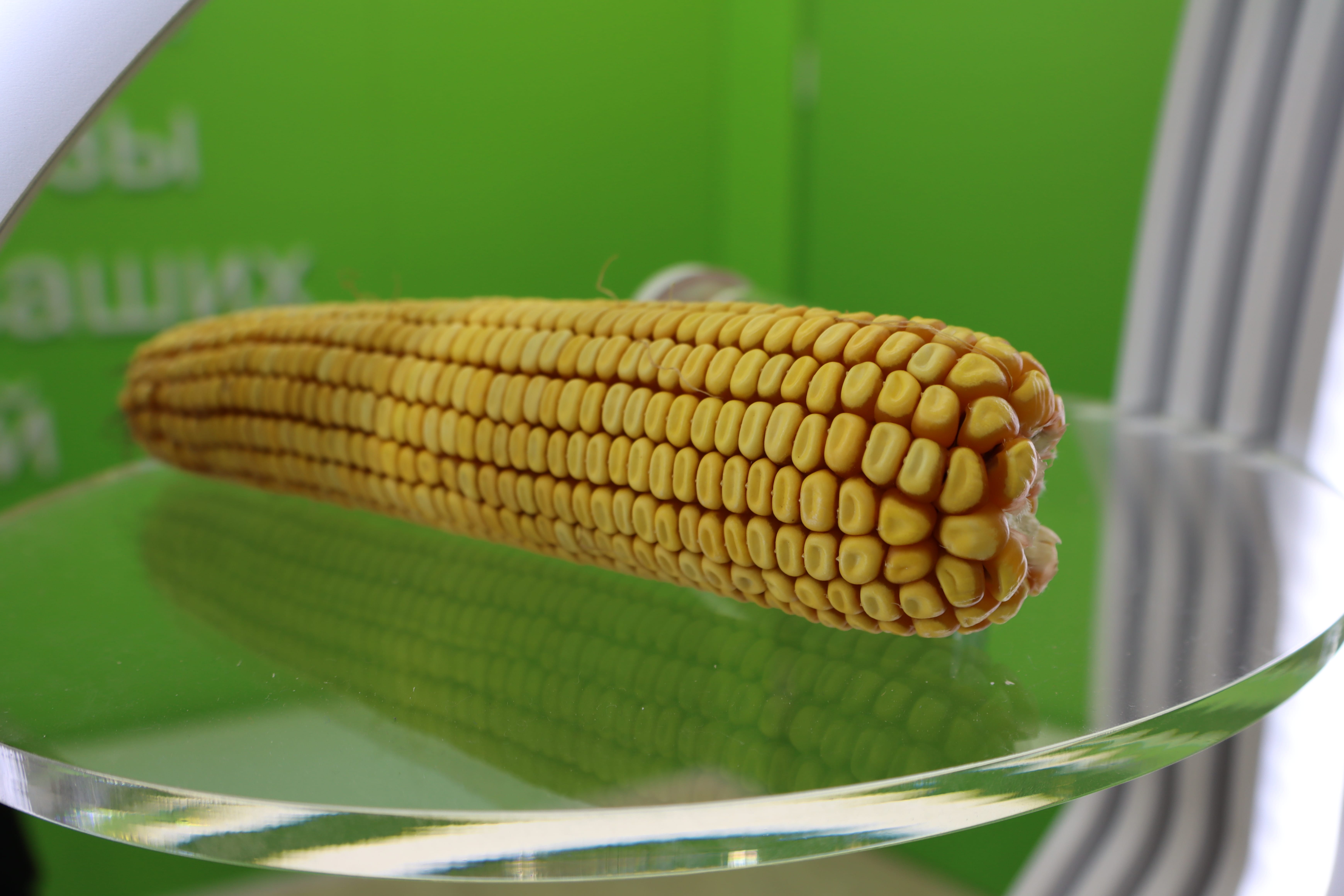 НПО «Семеноводство Кубани» представило гибриды кукурузы на сельхозвыставке «ЮГАГРО»