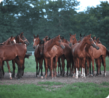 На традиционном аукционе продажи лошадей конный завод «Восход» заработал 2,9 млн рублей