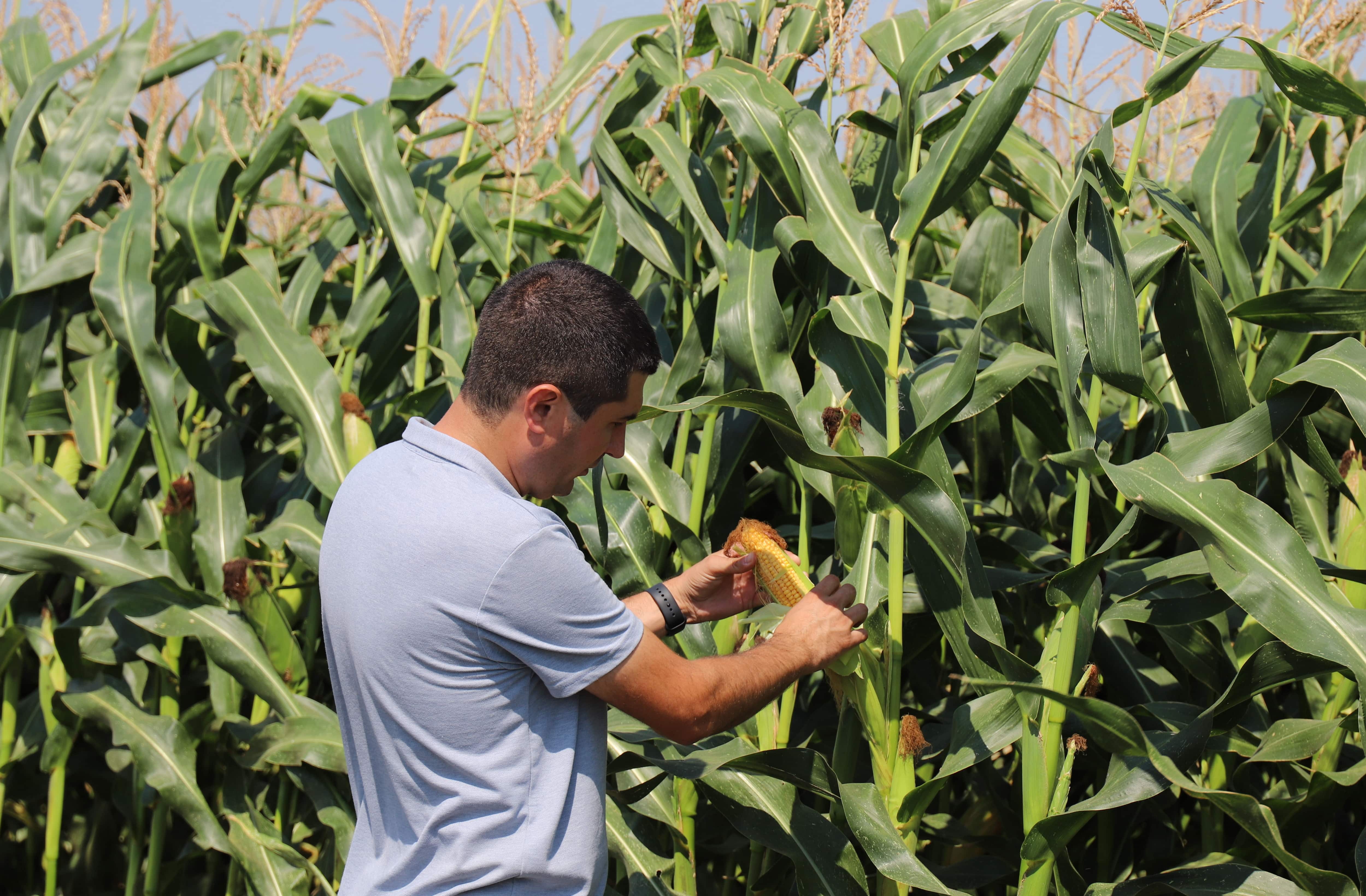 В «Прогресс Агро» идет заготовка кукурузы на силос