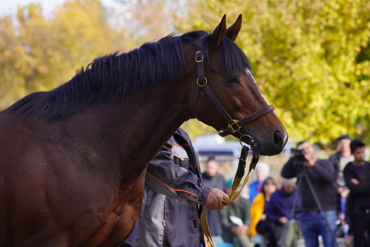 Аукцион лошадей на конном заводе «Восходе» показал впечатляющие результаты