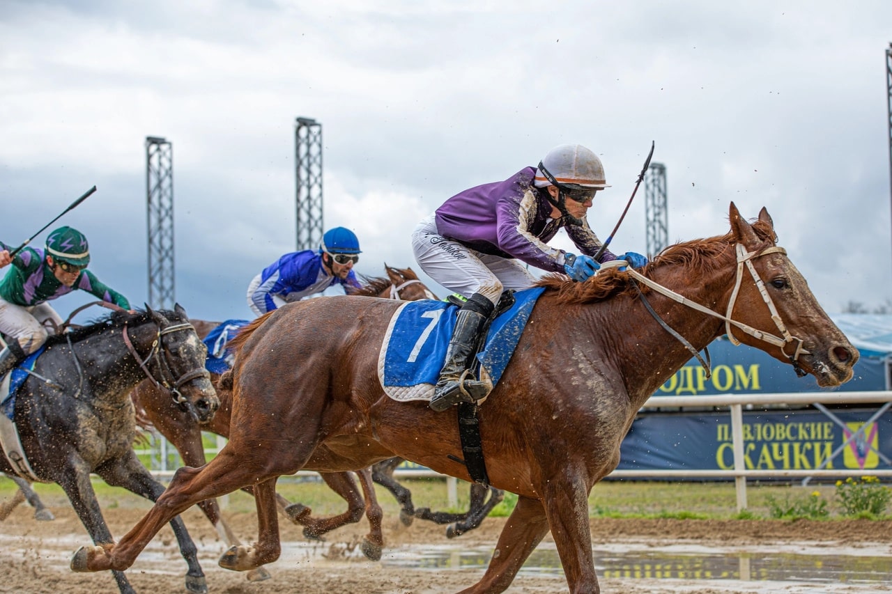 Лошади конного завода «Восход» принесли первые призы в сезоне-2023