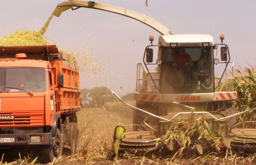 В «Прогресс Агро» завершили уборку кукурузы на силос