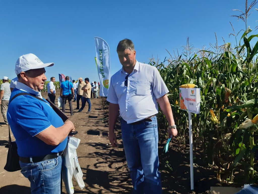 Гибриды кукурузы «Ладожские» оценили на «Дне поля юга России»