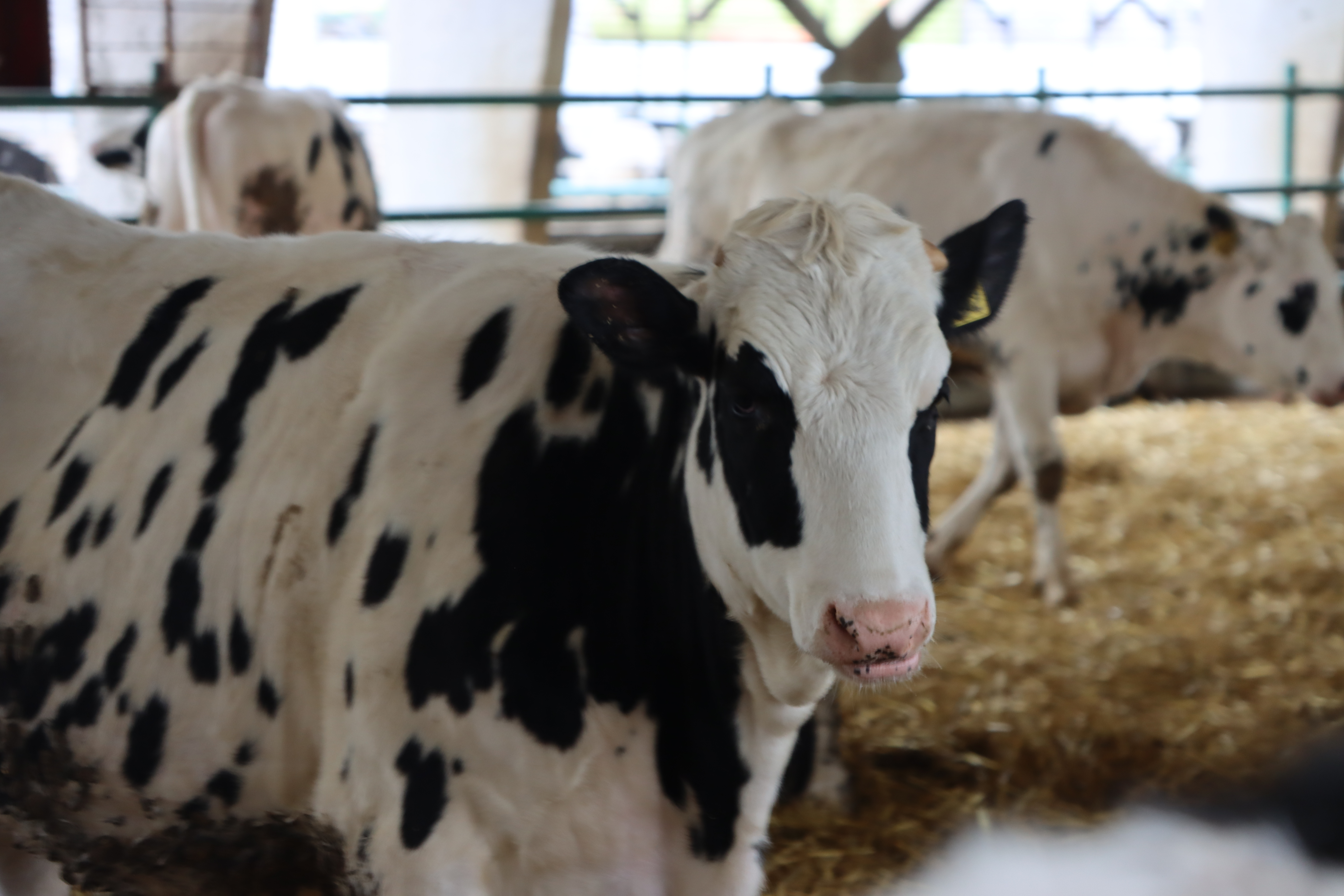 ГК «Прогресс Агро» вошла в топ-25 ведущих производителей молока России