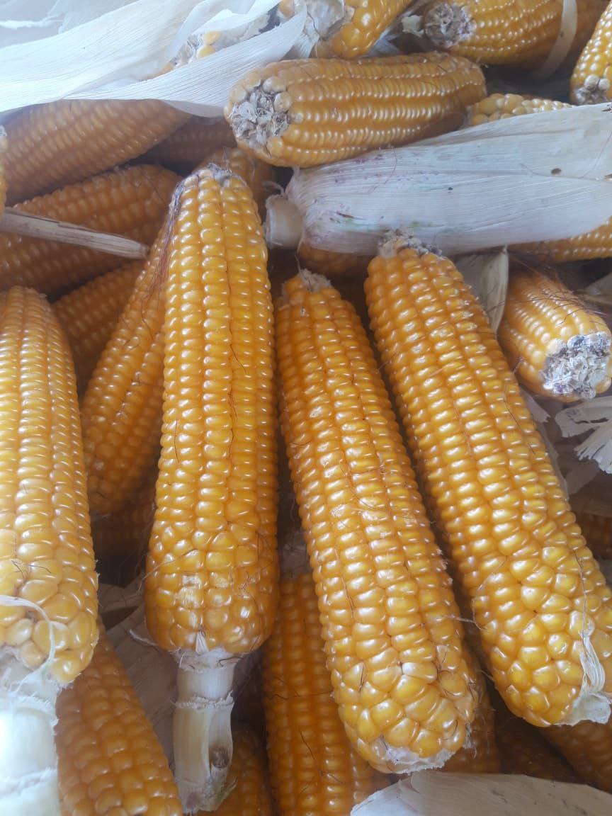 В «Прогресс Агро» началась приемка початков гибридов кукурузы «Ладожские»