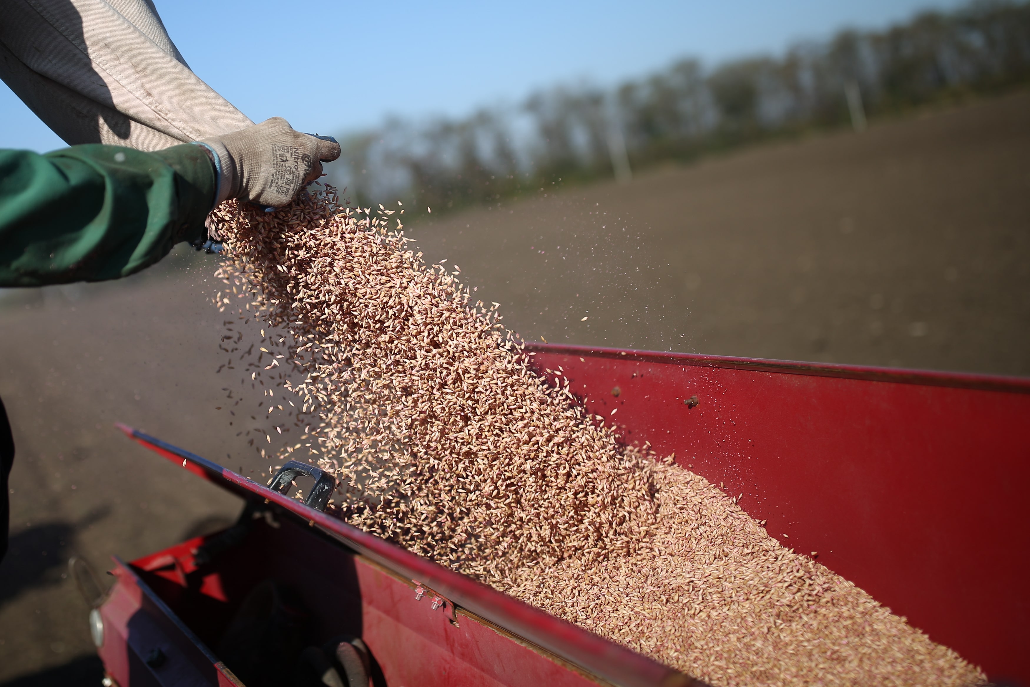 «Прогресс Агро» увеличит площади под озимой пшеницей на 5 %