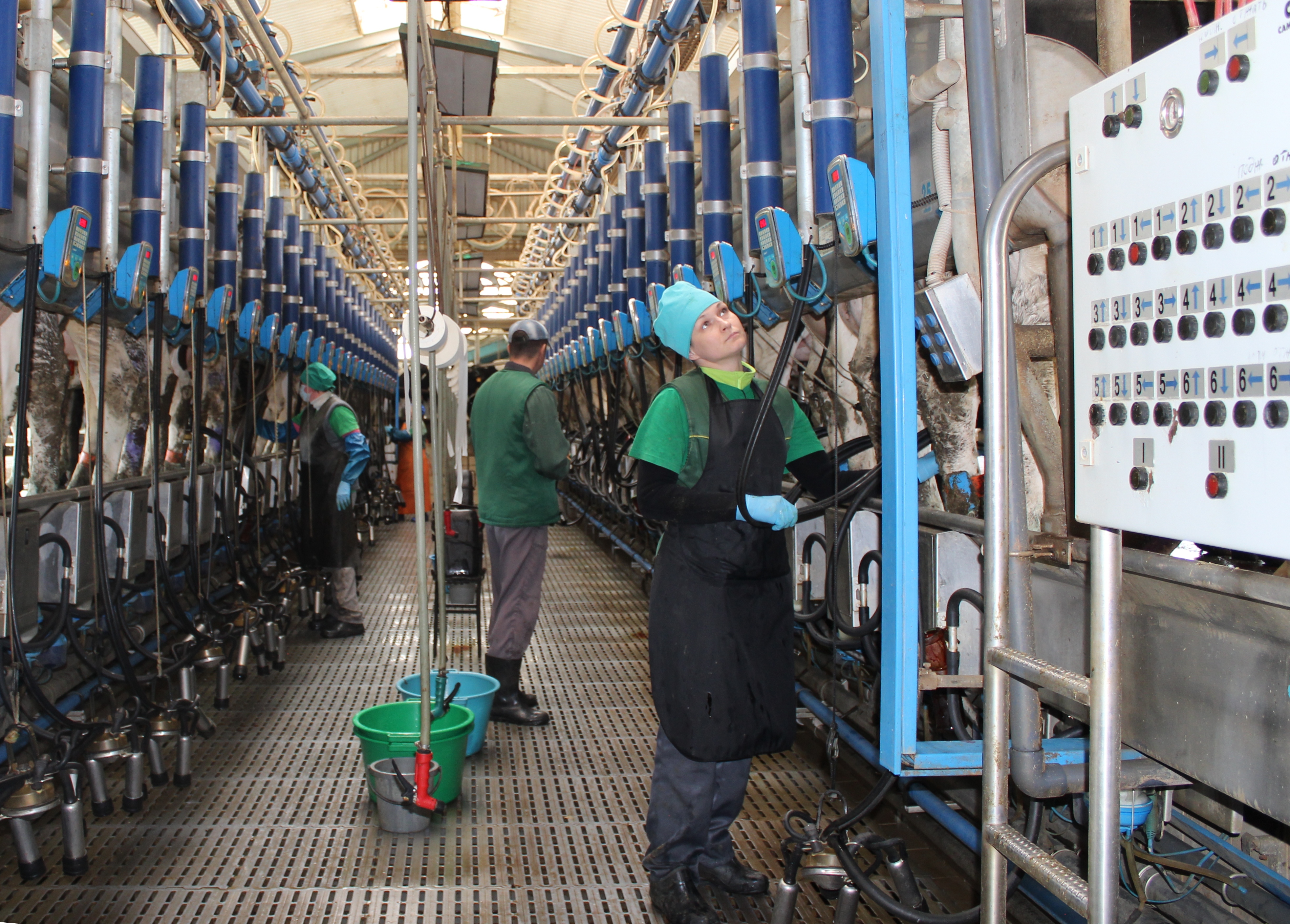 Фермы «Прогресс Агро» нарастили удои молока 